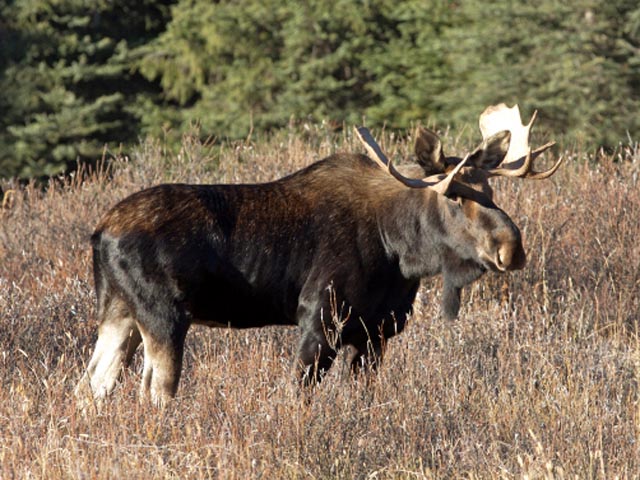 Moose Rut Hunts North Star Outfitting