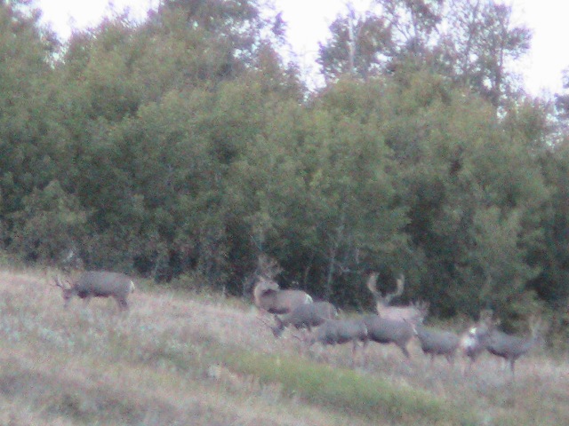 Mule Deer Bowhunting